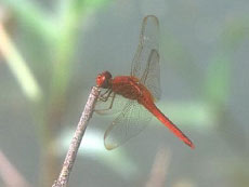 猩紅蜻蜓