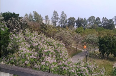 迎曦湖公園-苦楝